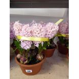 2 pots of pink hyacinths