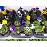 Tray containing 10 pots of pansies