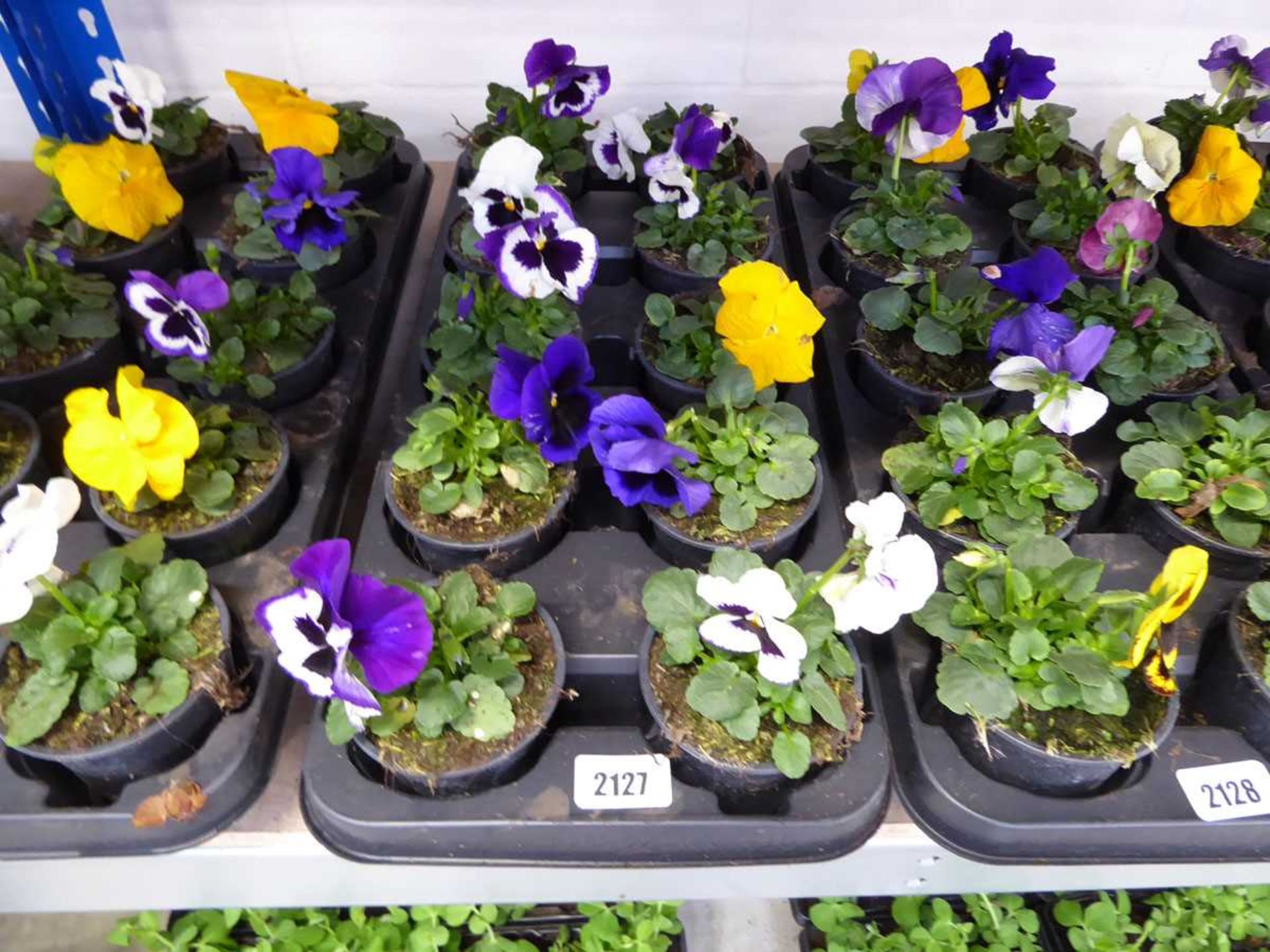 Tray containing 10 pots of pansies