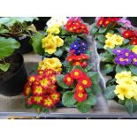 Tray containing 9 pots of primroses