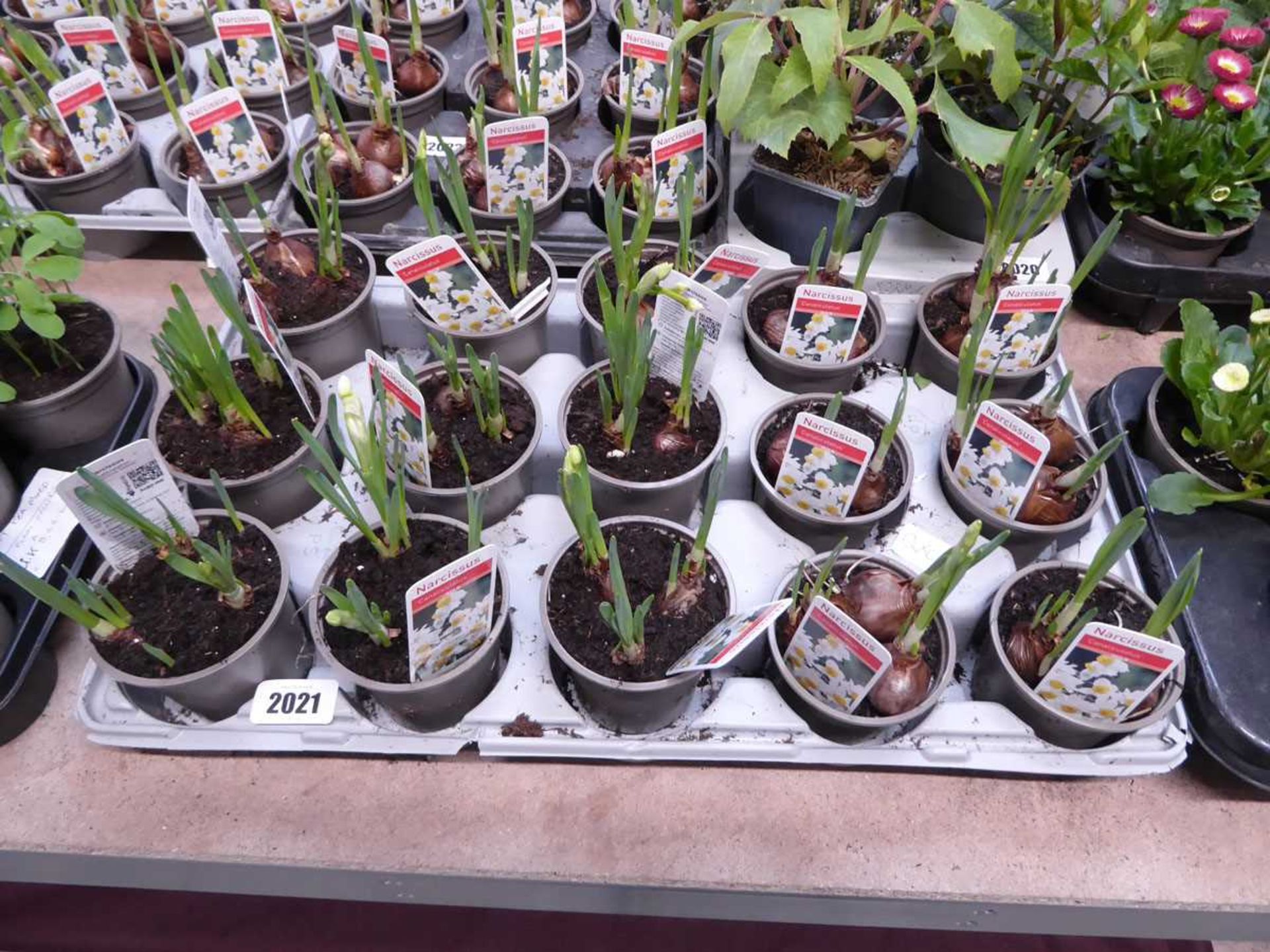 Tray containing 15 pots of Canaliculatus Narcissus bulbs