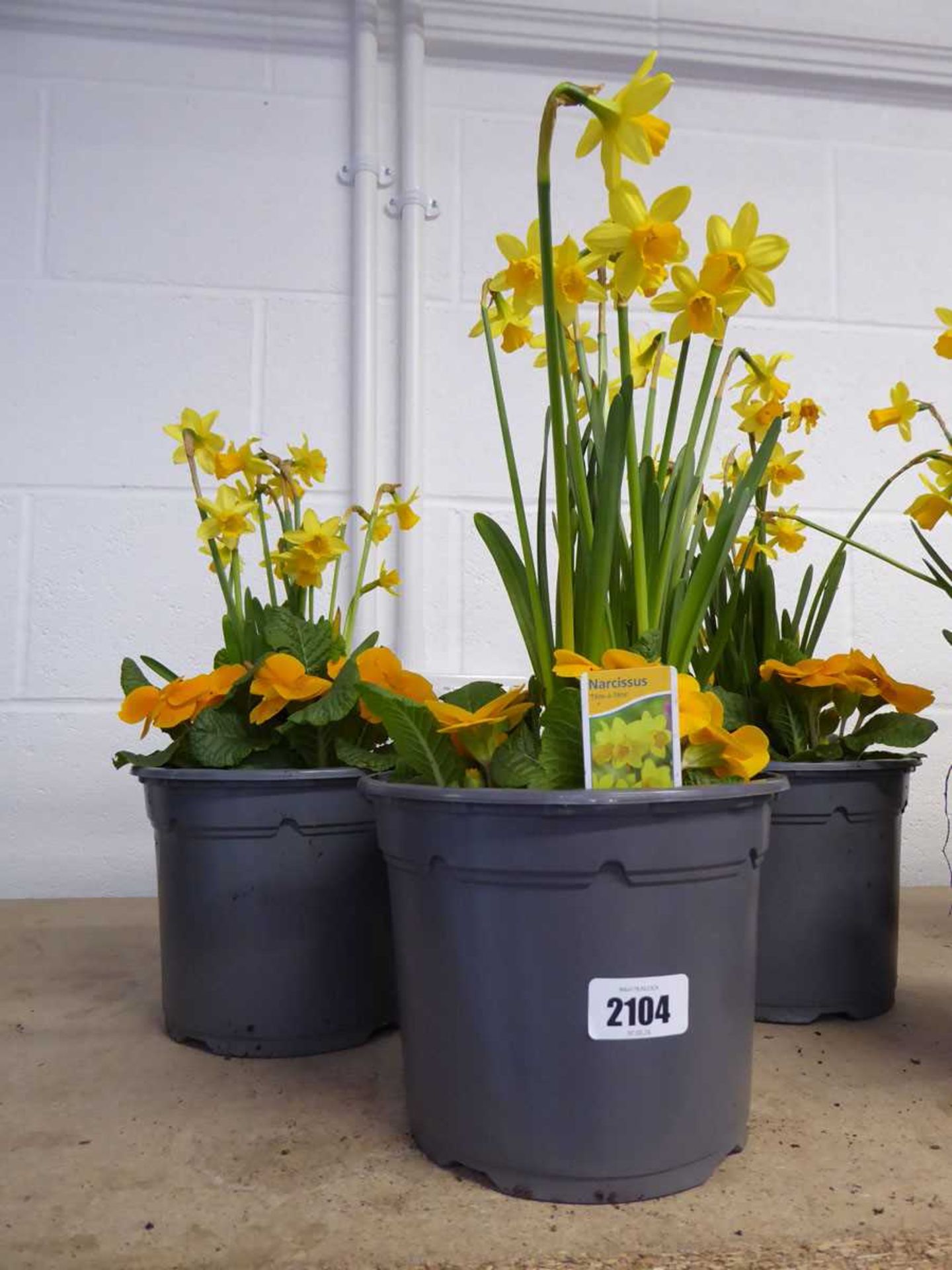 Pair of narcissus and primula planters