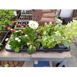 Tray containing 8 mixed perennial plants