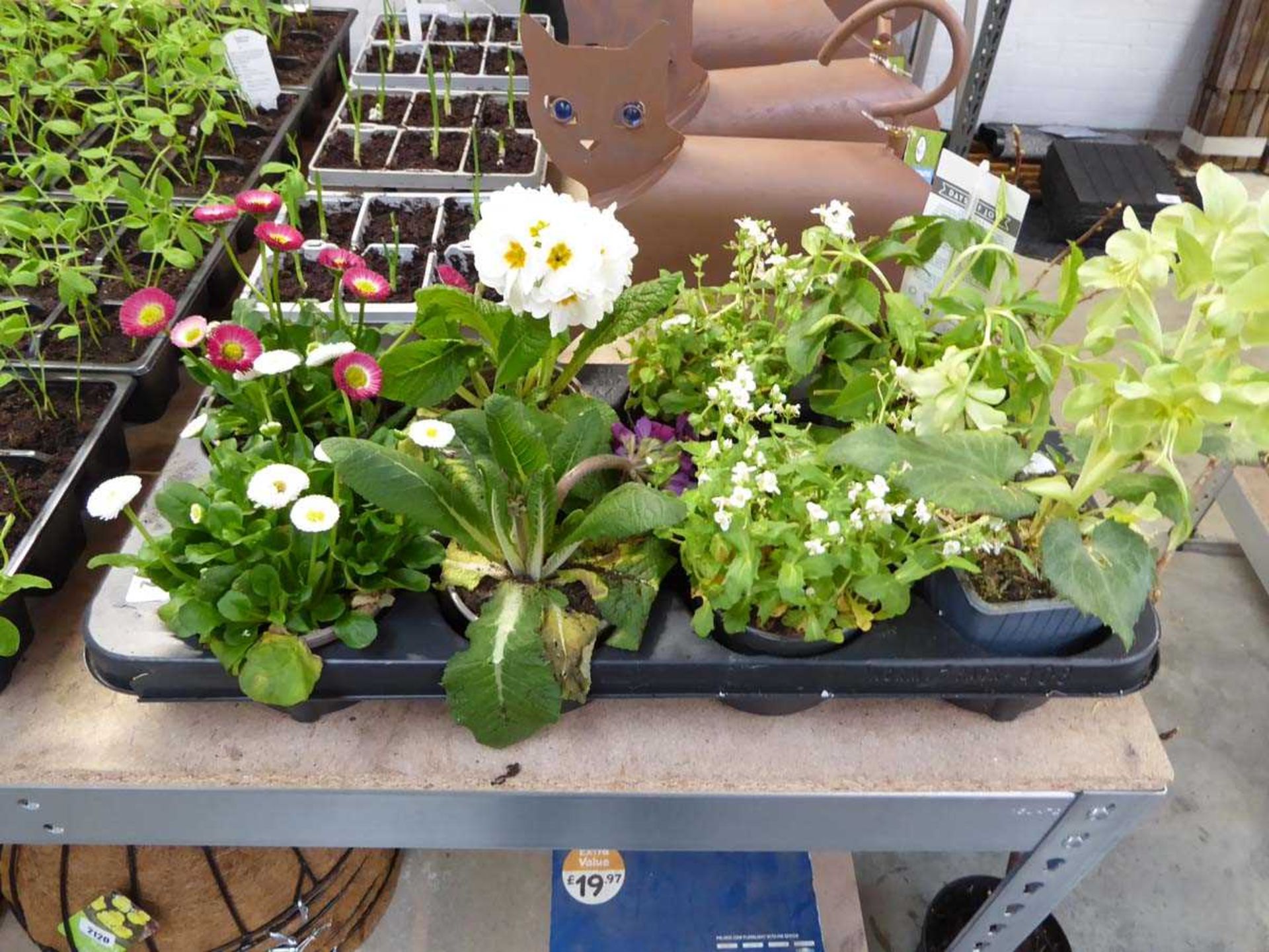 Tray containing 8 mixed perennial plants