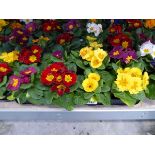 Tray containing 12 pots of primulas