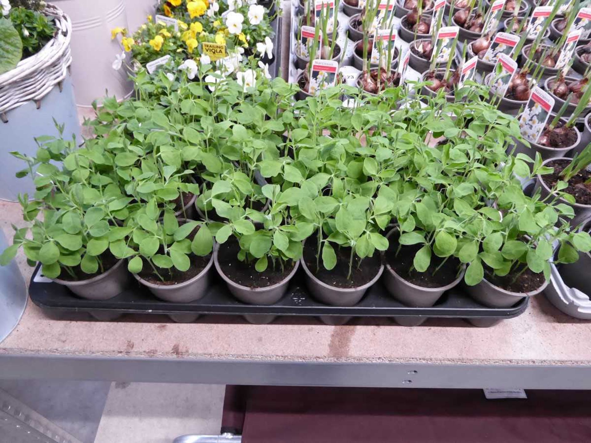 Tray containing 18 pots of Spencer sweet pea plants