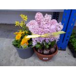 Pot of pink hyacinths with pot of primroses and narcissus