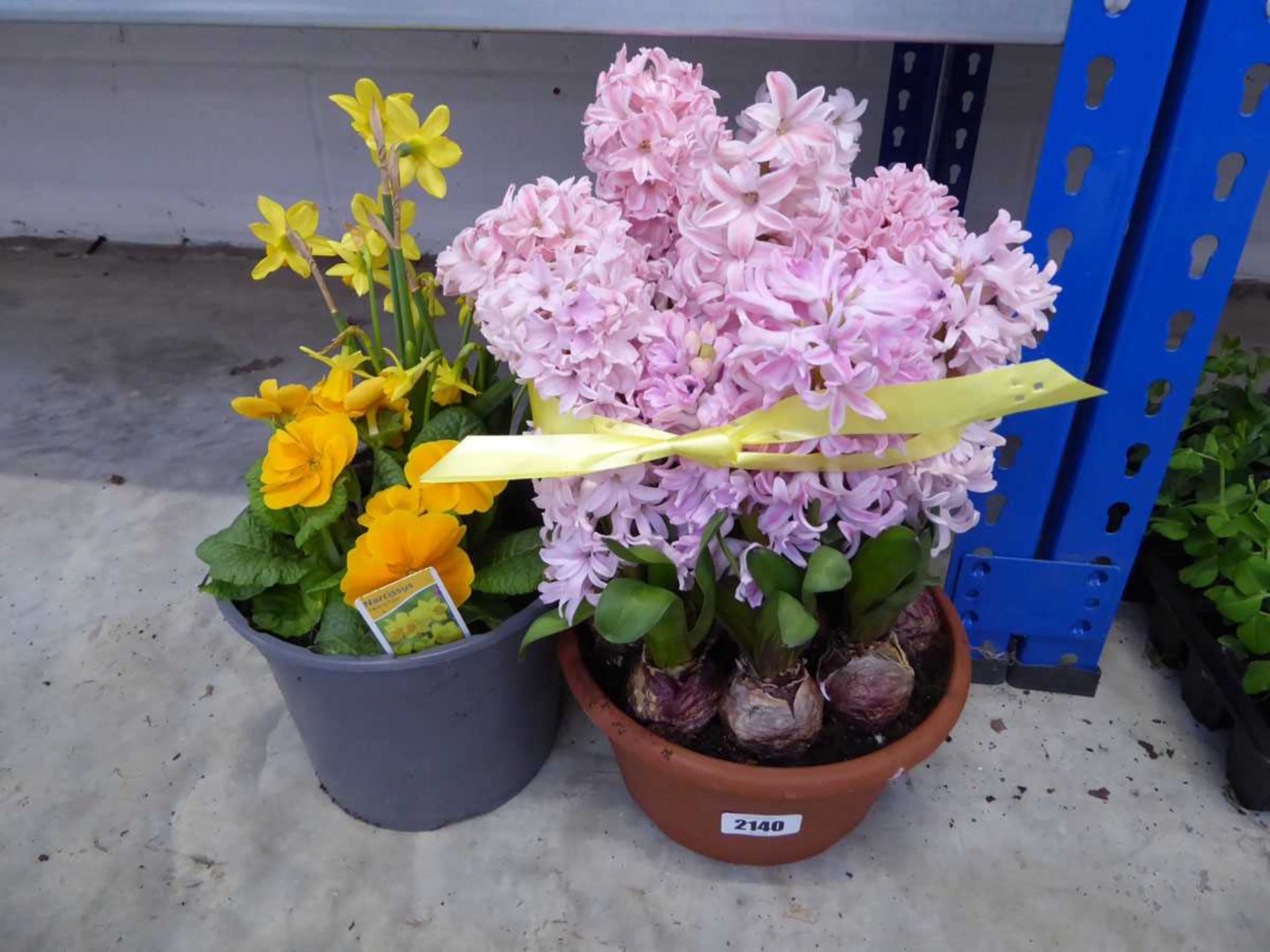 Pot of pink hyacinths with pot of primroses and narcissus