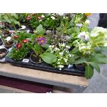 Tray containing 8 mixed perennial plants