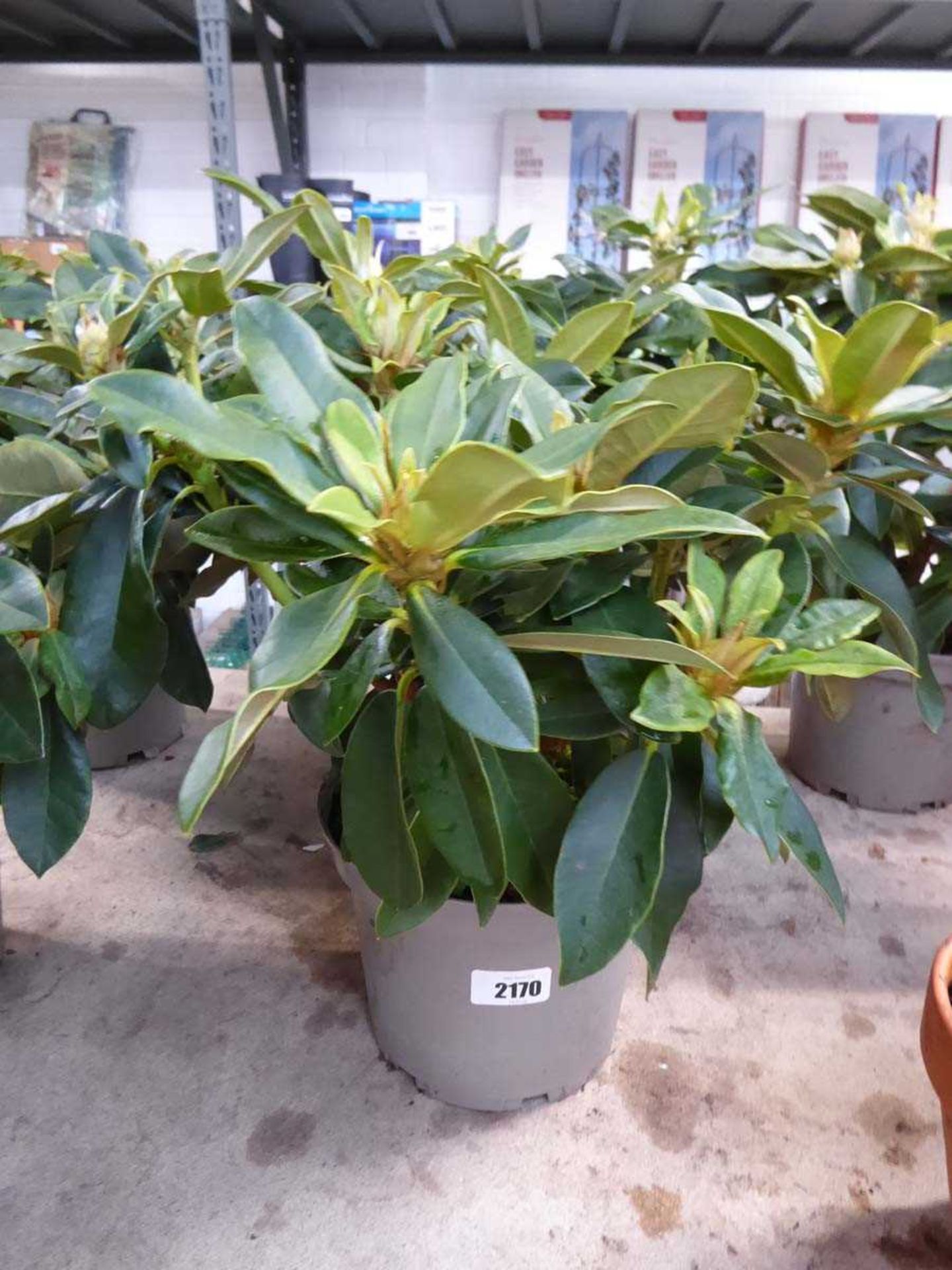 Potted Golden Torch yellow flowering rhododendron