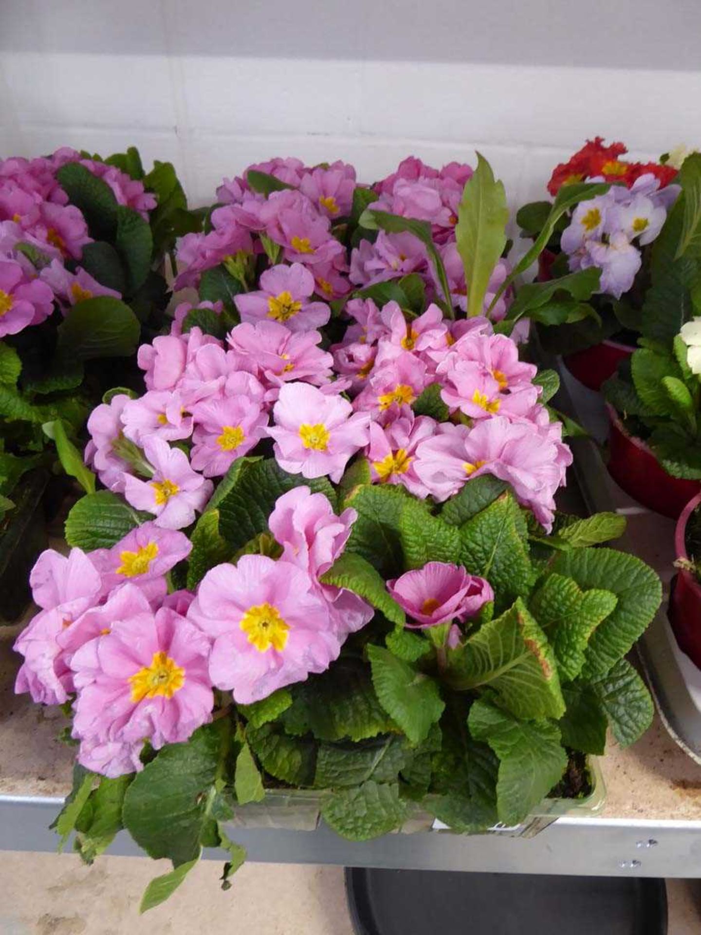 3 small trays of pink primulas