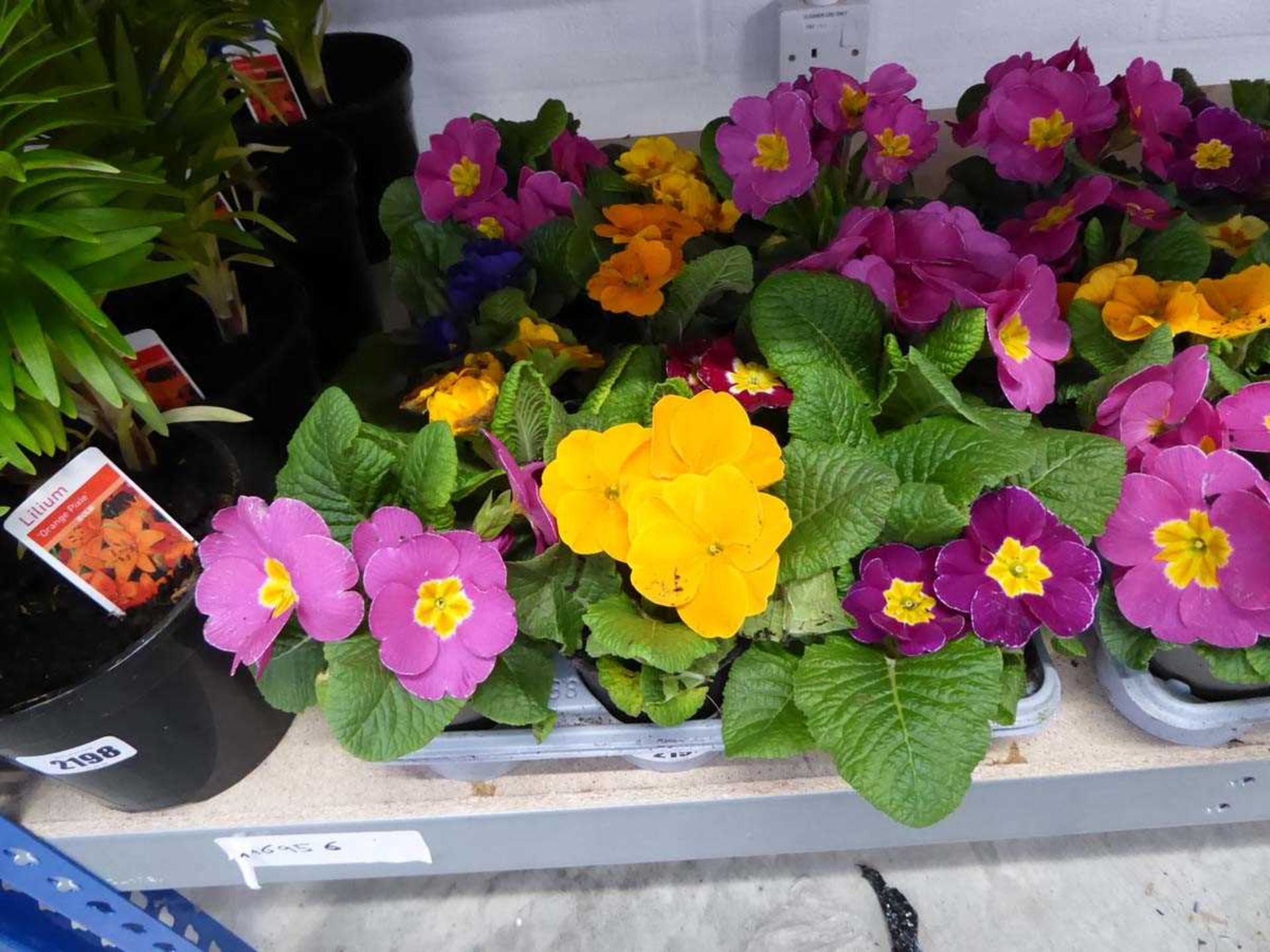 Tray containing 12 primulas