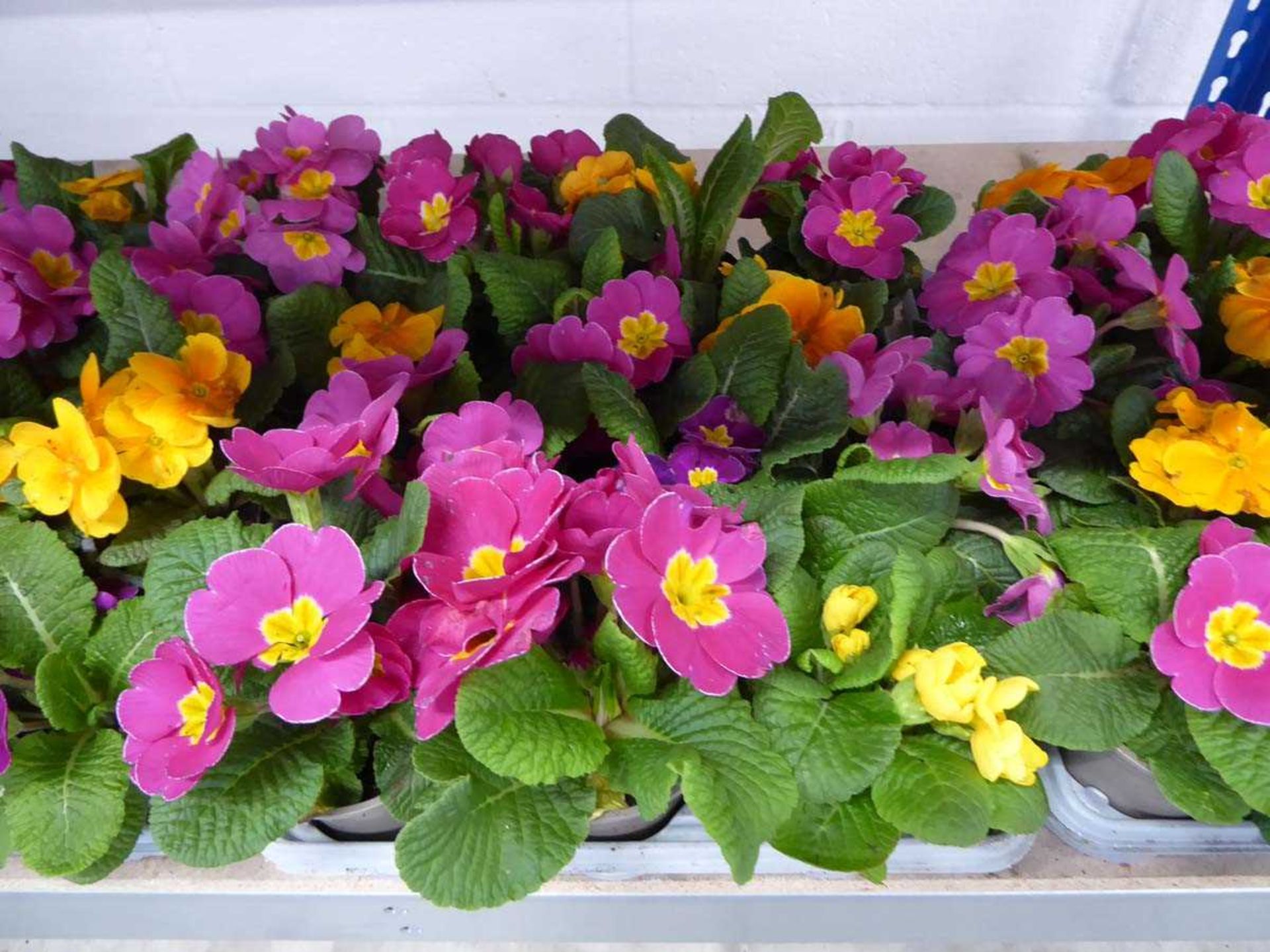 Tray containing 12 primulas