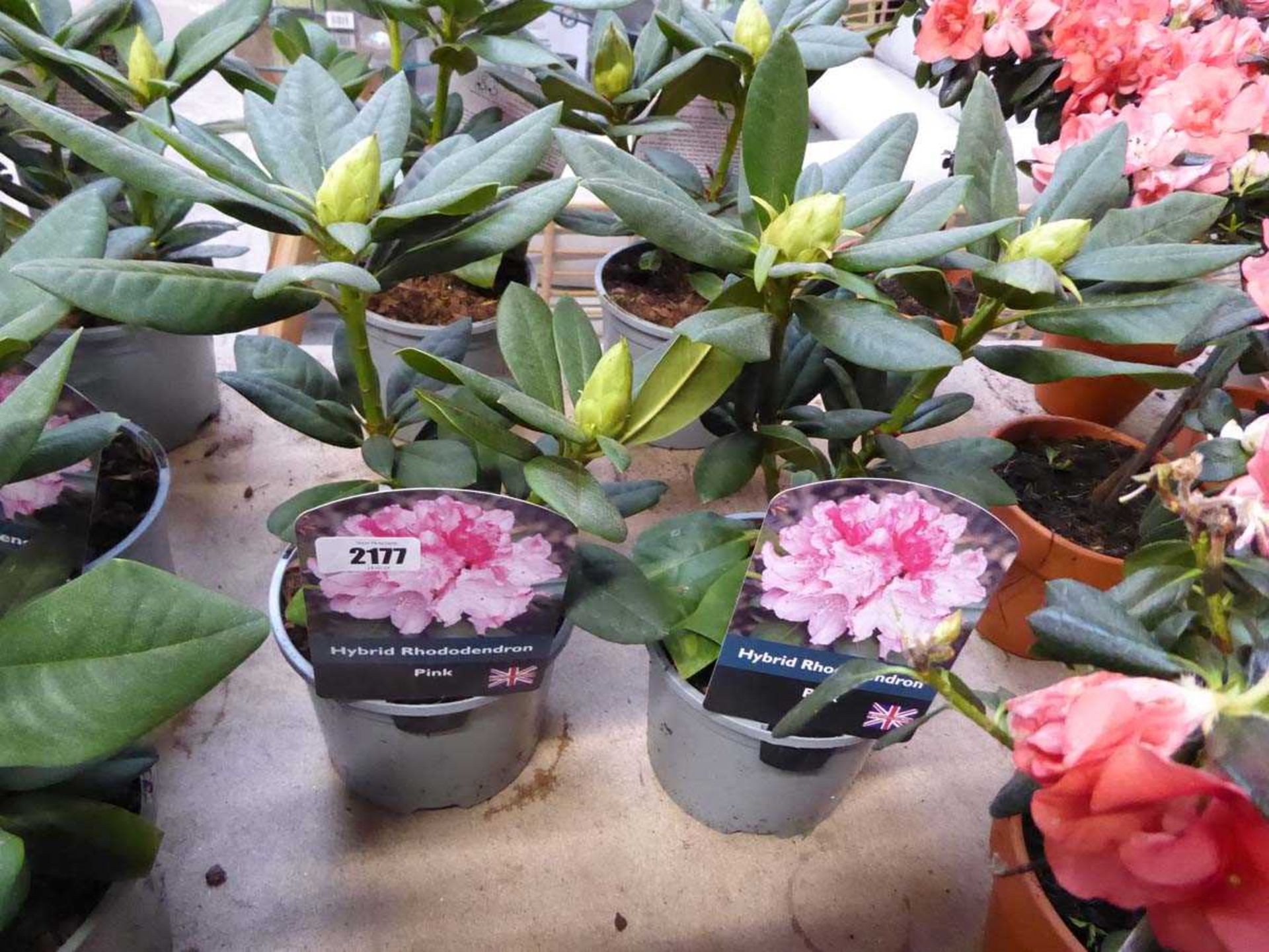 2 potted pink hybrid rhododendrons
