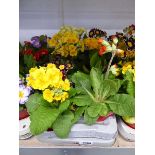 Tray containing 8 potted mixed polyanthus
