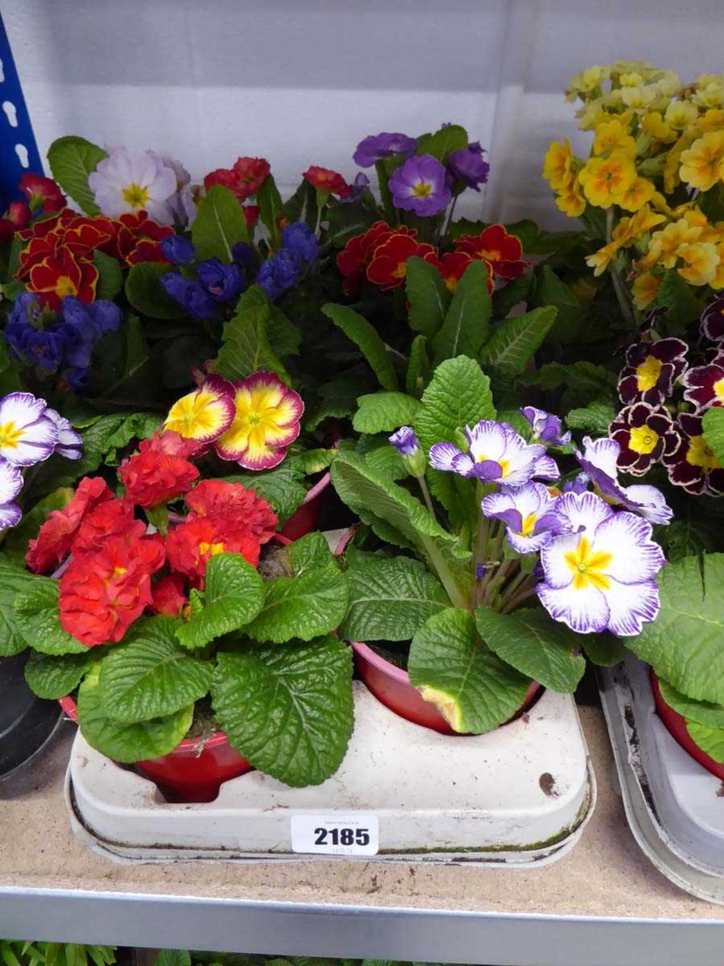 Tray containing 8 potted primulas