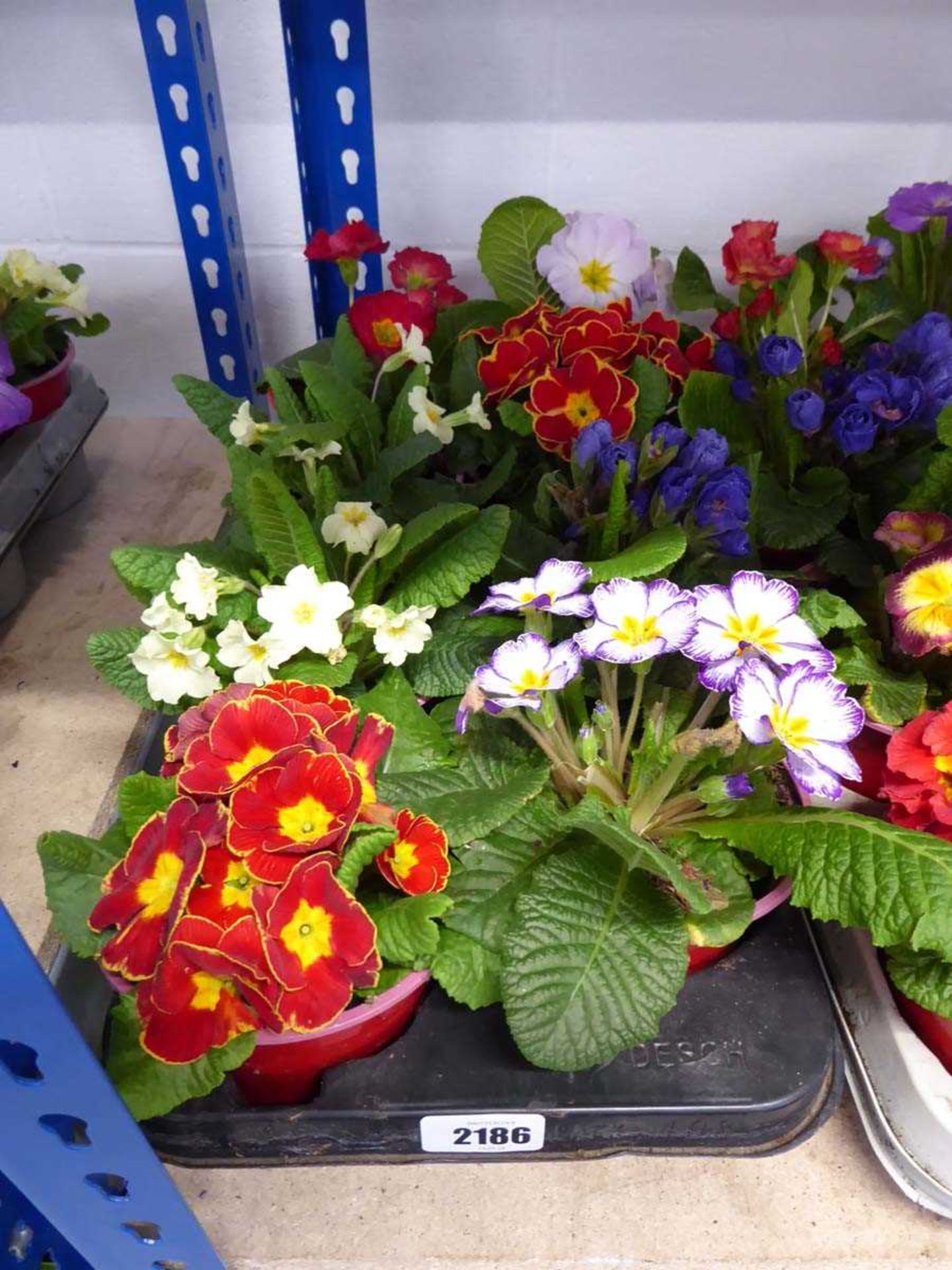 Tray containing 8 potted primulas
