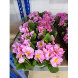 3 small trays of pink primulas