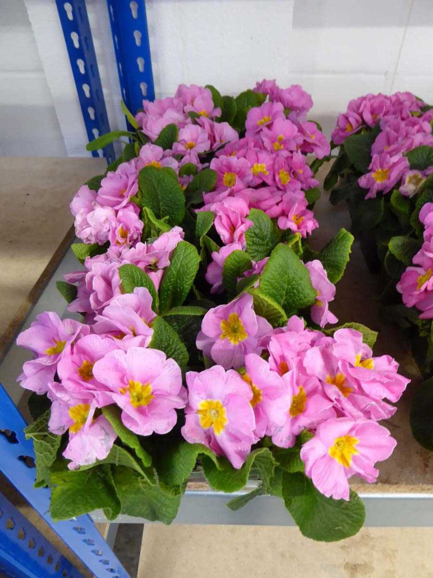 3 small trays of pink primulas