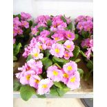 3 small trays of pink primulas