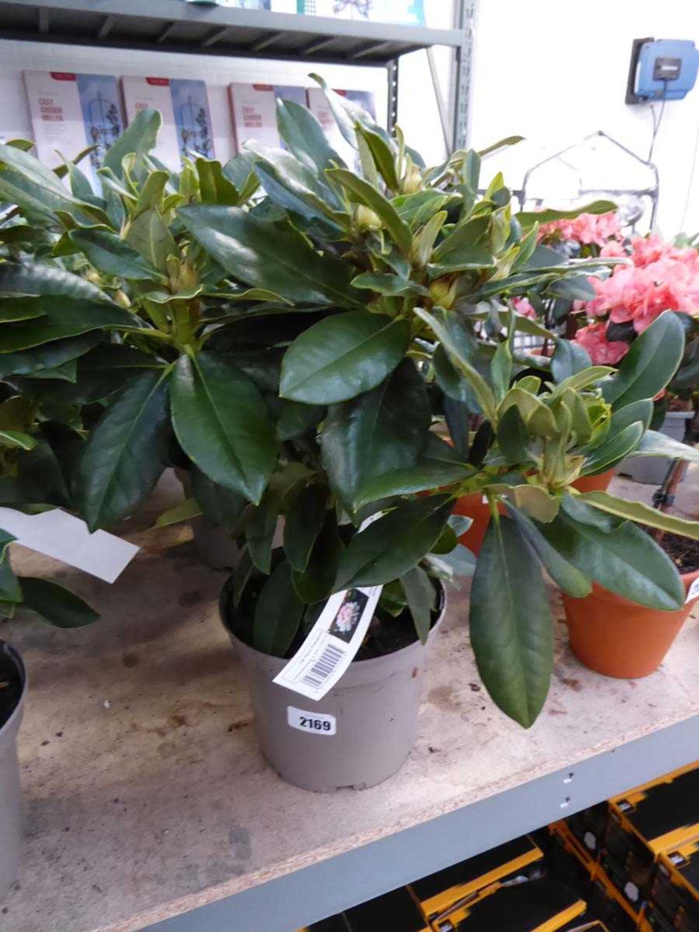 Potted Golden Torch yellow flowering rhododendron