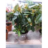 Potted Golden Torch yellow flowering rhododendron