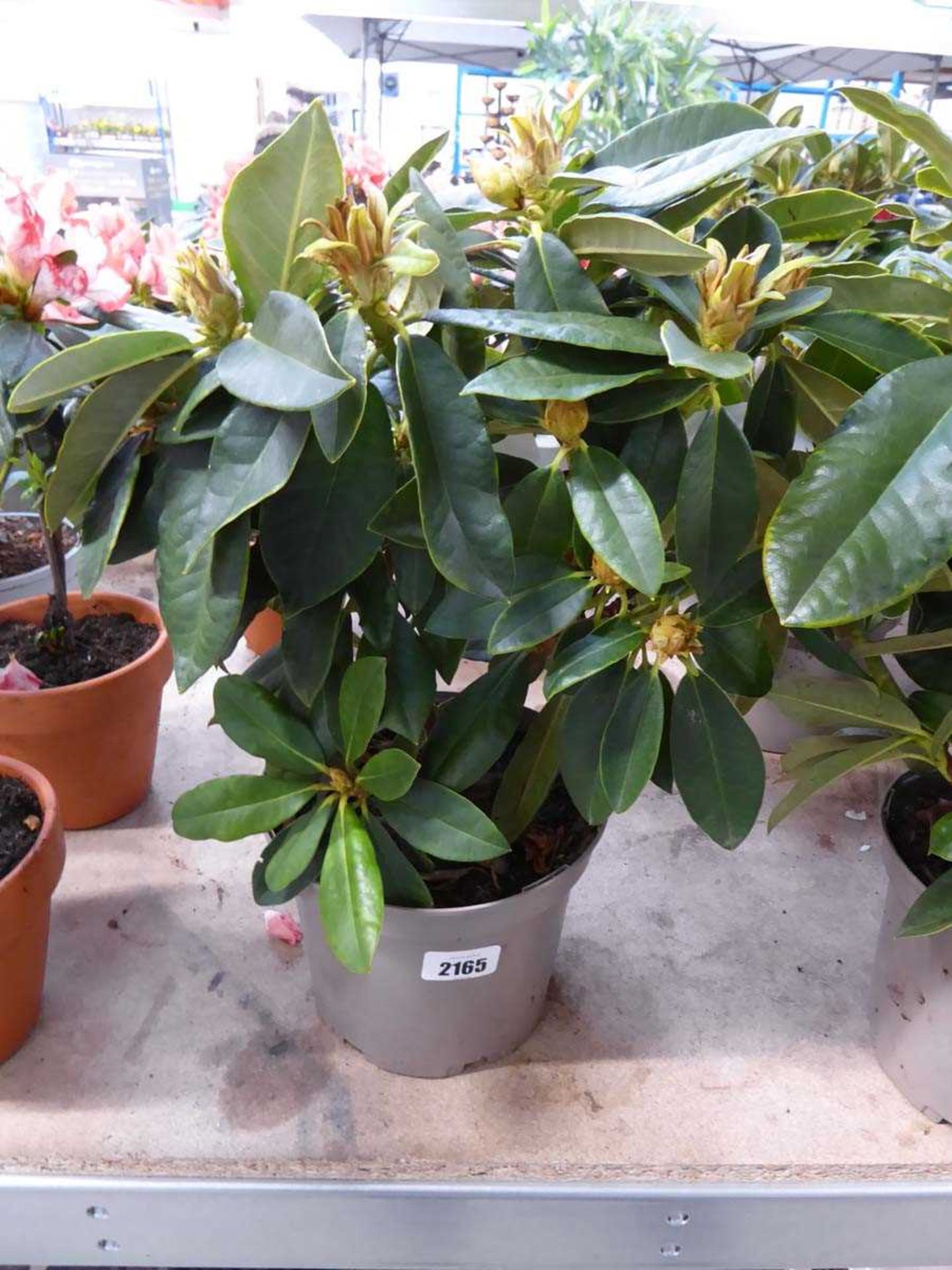 Potted Golden Torch yellow flowering rhododendron