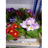 Tray containing 8 potted primulas