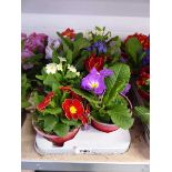 Tray containing 8 potted primulas