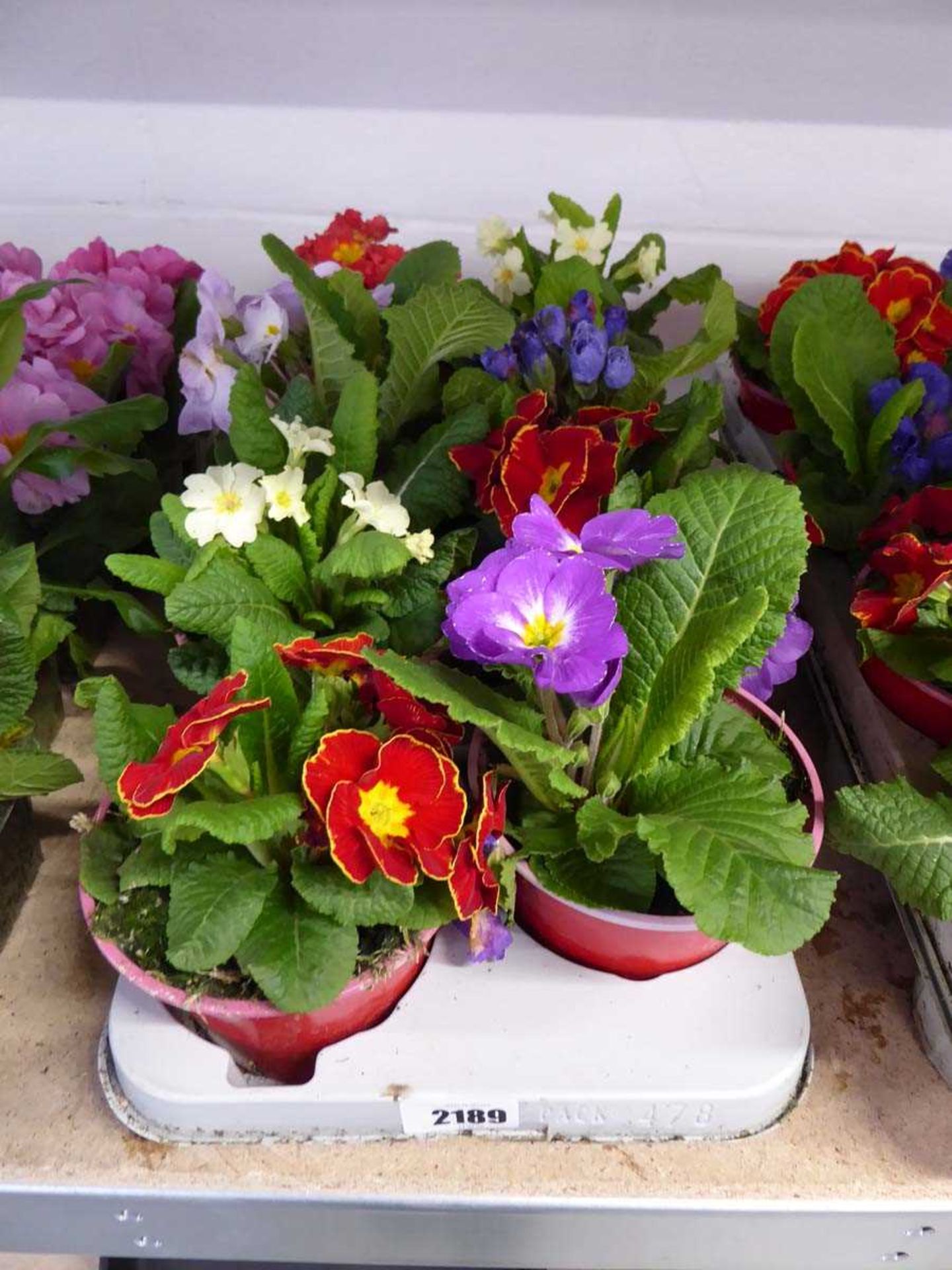 Tray containing 8 potted primulas
