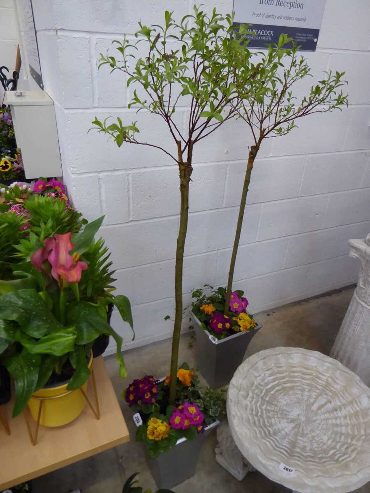 Catkin in pot with mixed plants