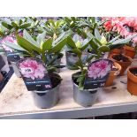 2 potted pink hybrid rhododendrons