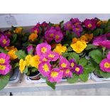 Tray containing 12 primulas