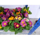 Tray containing 12 primulas