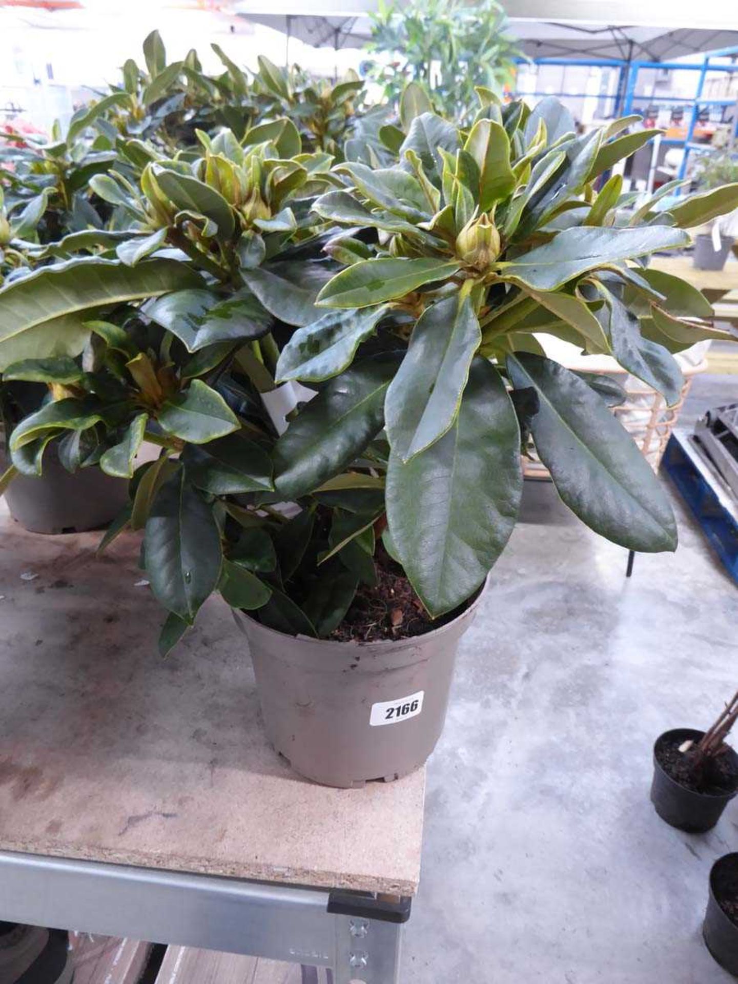 Potted Golden Torch yellow flowering rhododendron