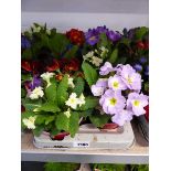 Tray containing 8 potted primulas