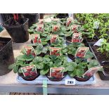 Tray containing 15 Pegasus strawberry plants