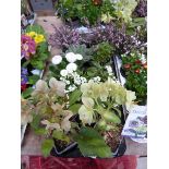 Tray containing 10 pots of mixed perennial plants