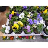 Tray containing 11 pots of pansies