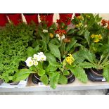 Tray containing 10 pots of large primulas