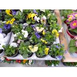 Tray containing 11 pots of pansies