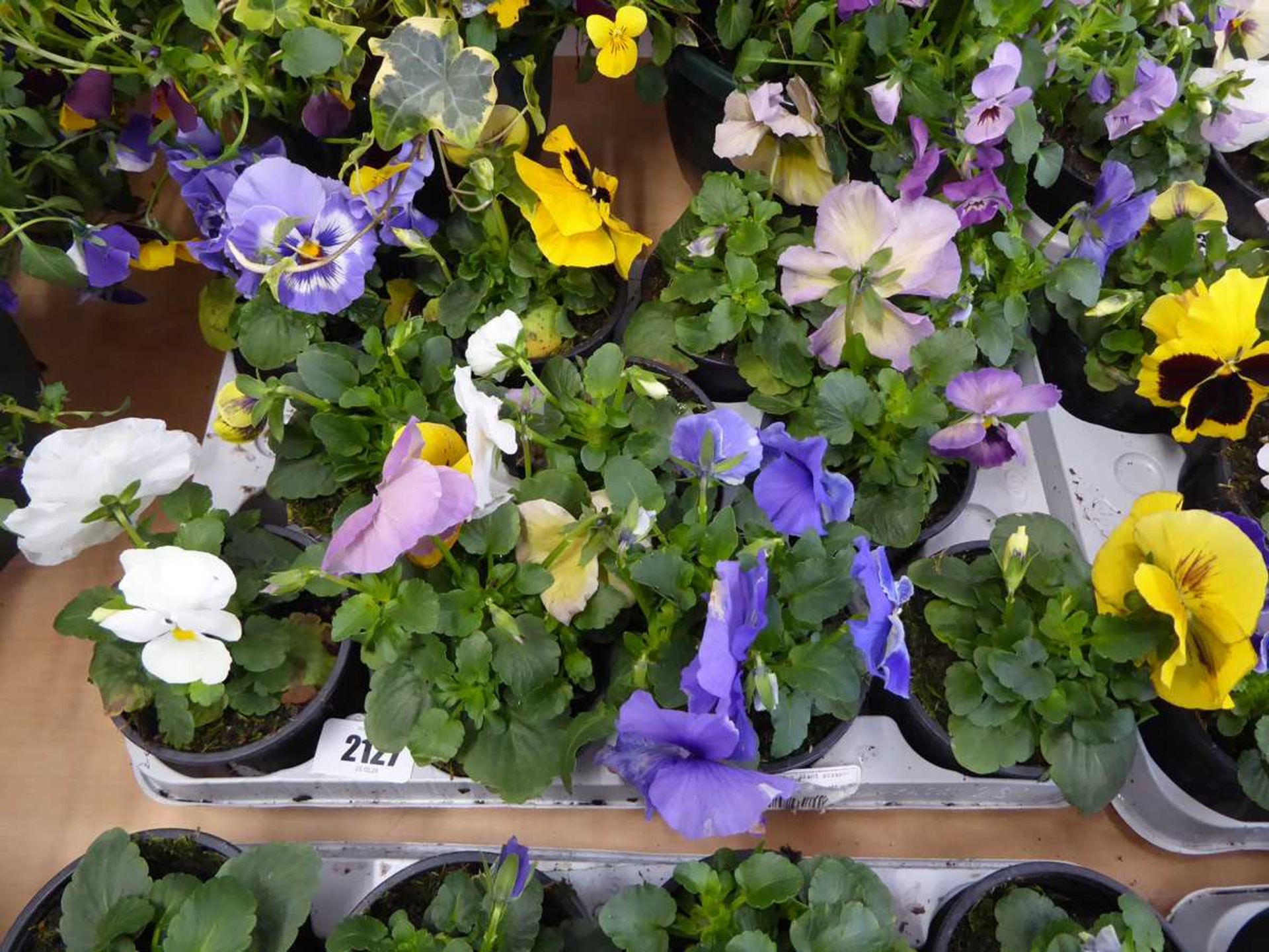 Tray containing 11 pots of pansies