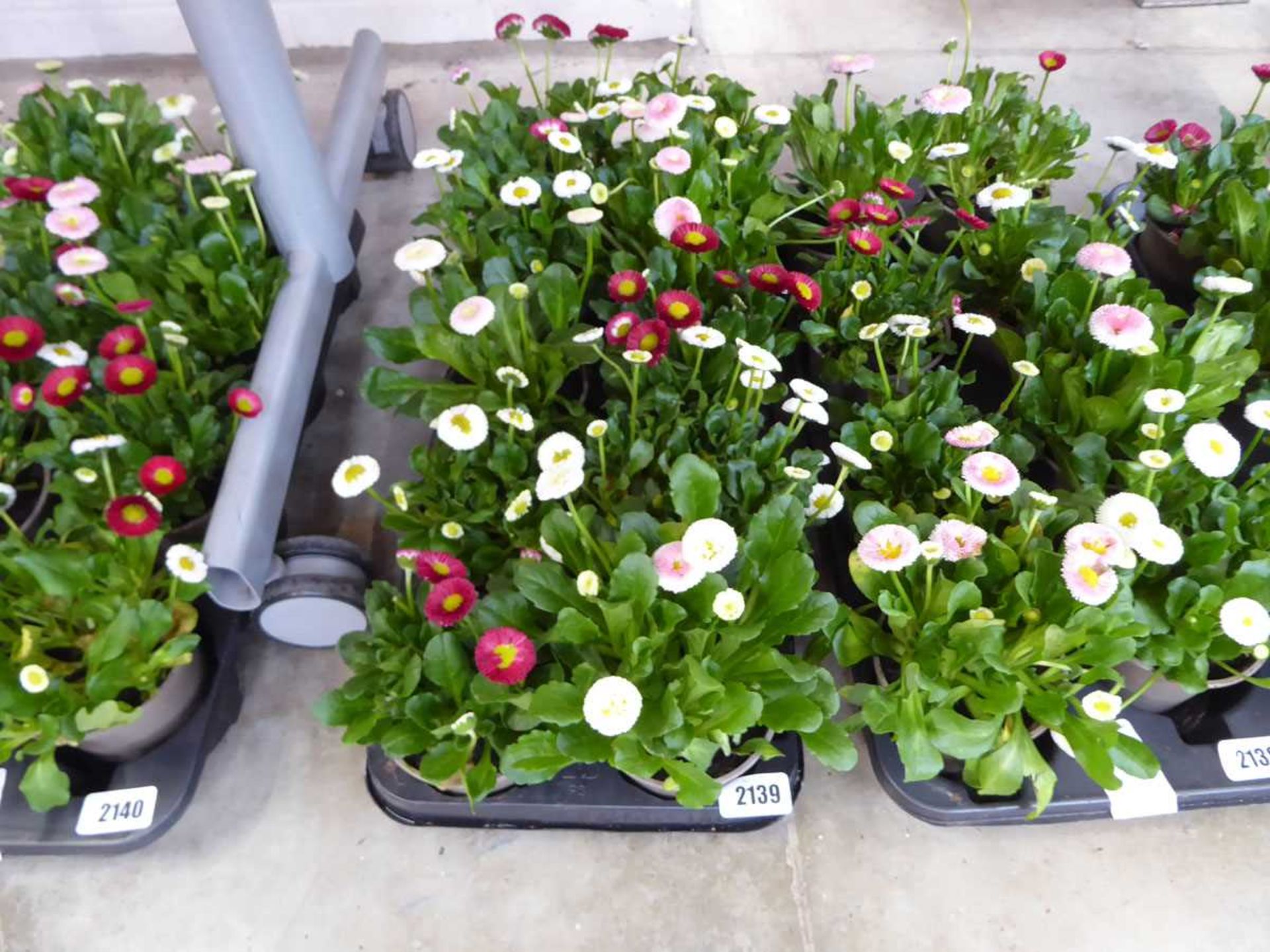 Tray containing 8 pots of bellis daisies