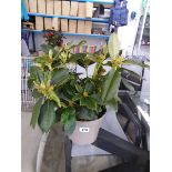 Large potted yellow Golden Torch rhododendron