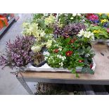 Tray containing 10 pots of mixed perennial plants