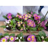 Tray containing 8 pots of pink flowering primulas
