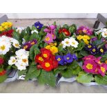 Tray containing 12 pots of primulas