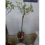 Catkin in pot with mixed plants