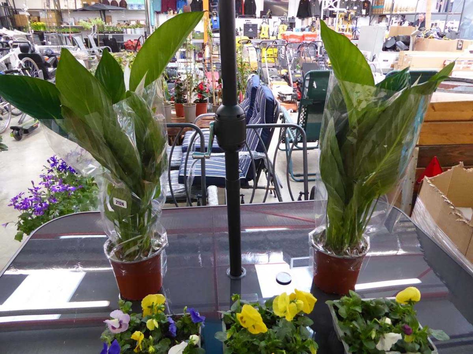 Pair of potted lilies
