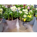 Pair of metal planters containing mixed plants